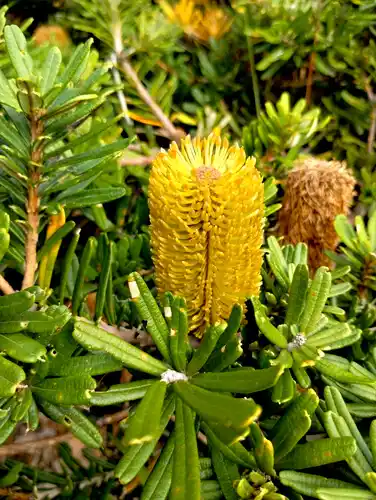 Banksia Marginata: The Versatile Beauty Of Silver Banksia